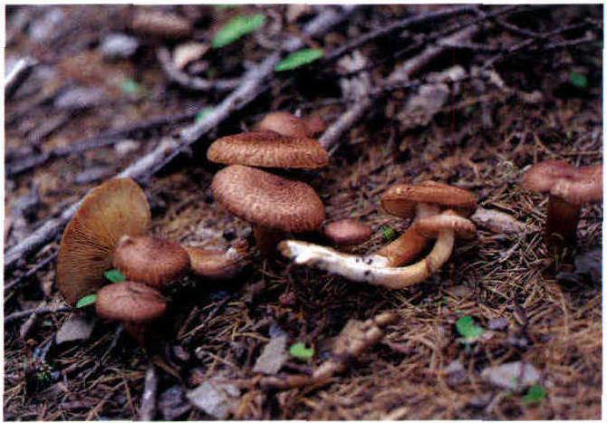 Tricholoma psammopus Kalchbr.